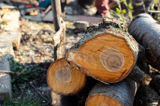 How Our Tree Care Process Works  in  Galesburg, MI