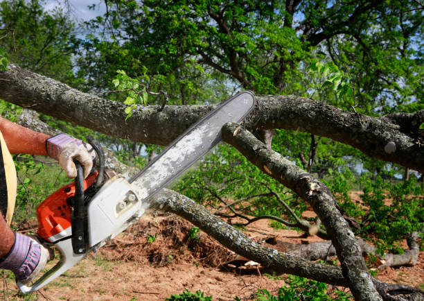 Reliable Galesburg, MI Tree Removal Services Solutions